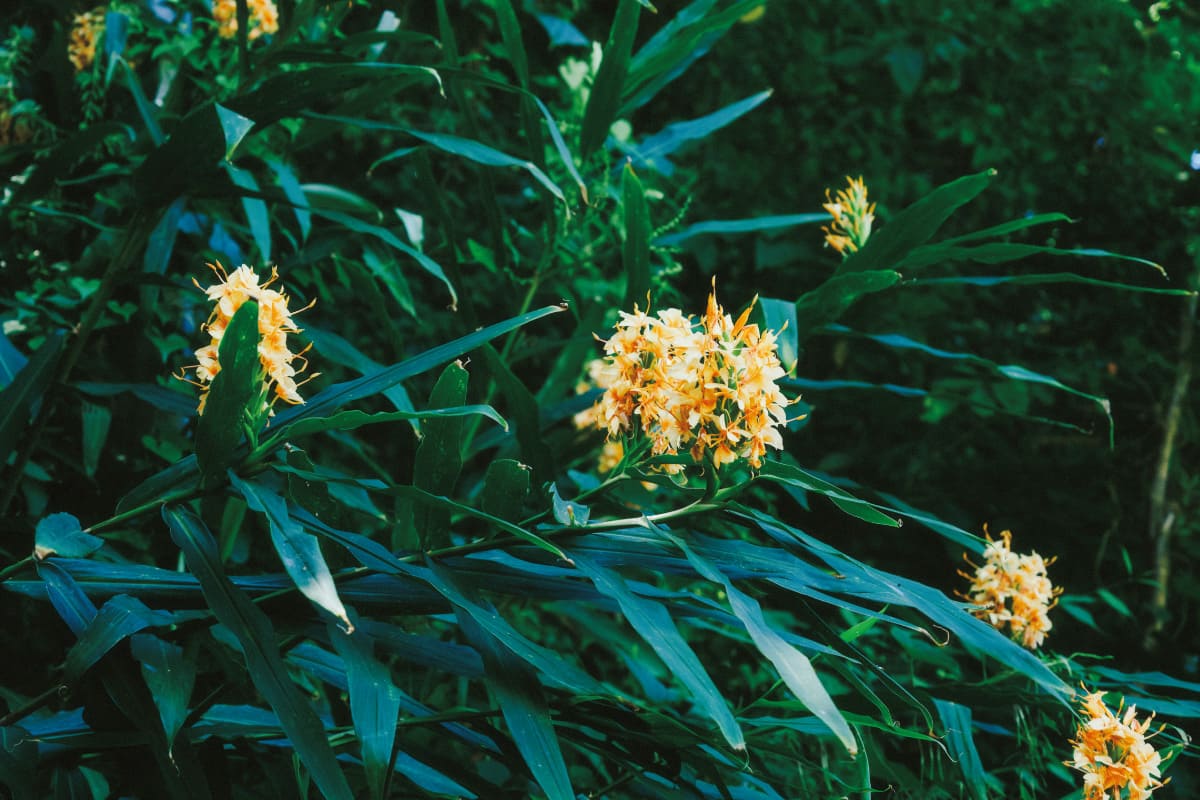 ジンジャーリリー