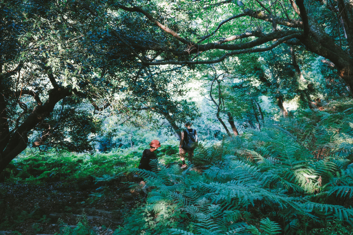 ジャングルゾーン