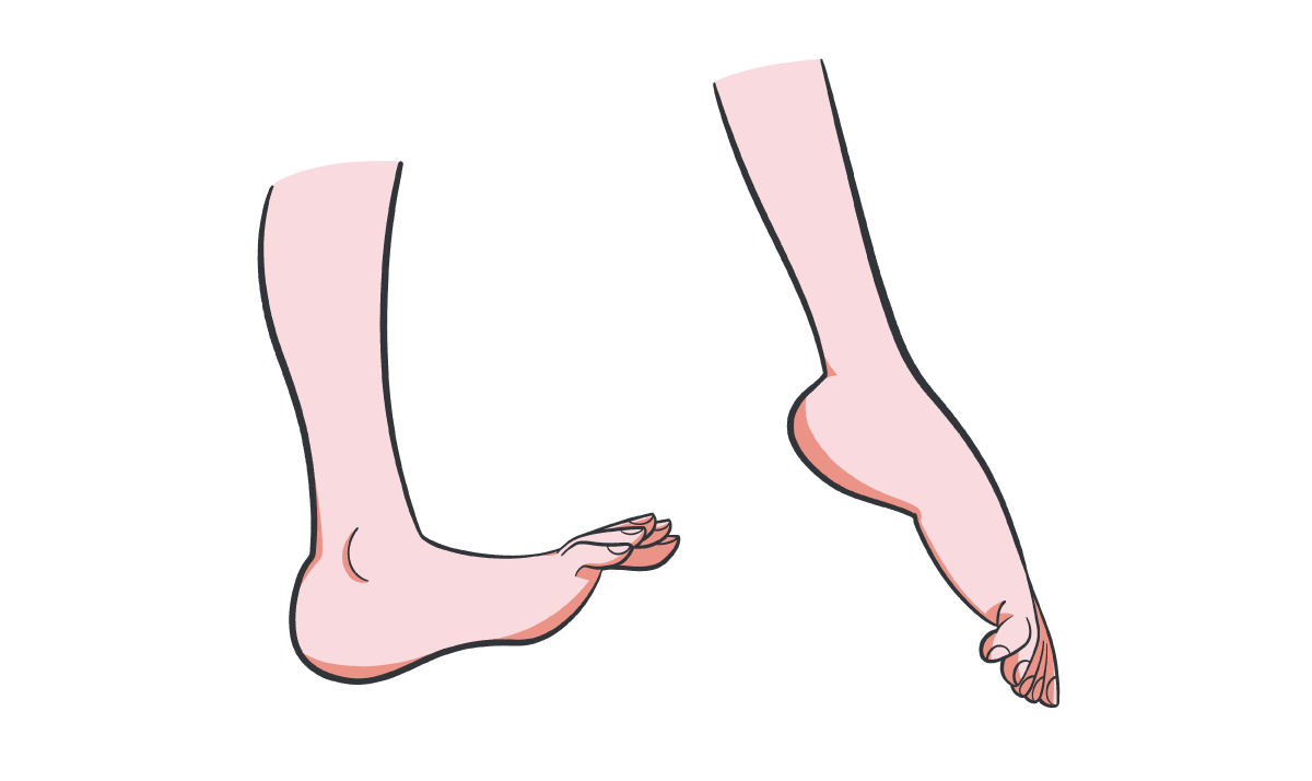 足首の曲げ伸ばすイラスト