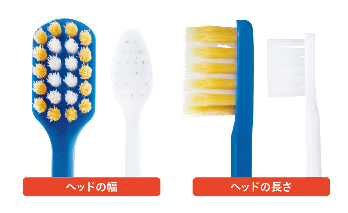 歯ブラシのヘッドの長さと幅の写真
