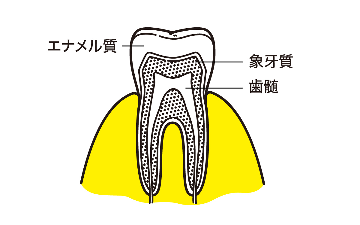 歯の構造：エナメル質