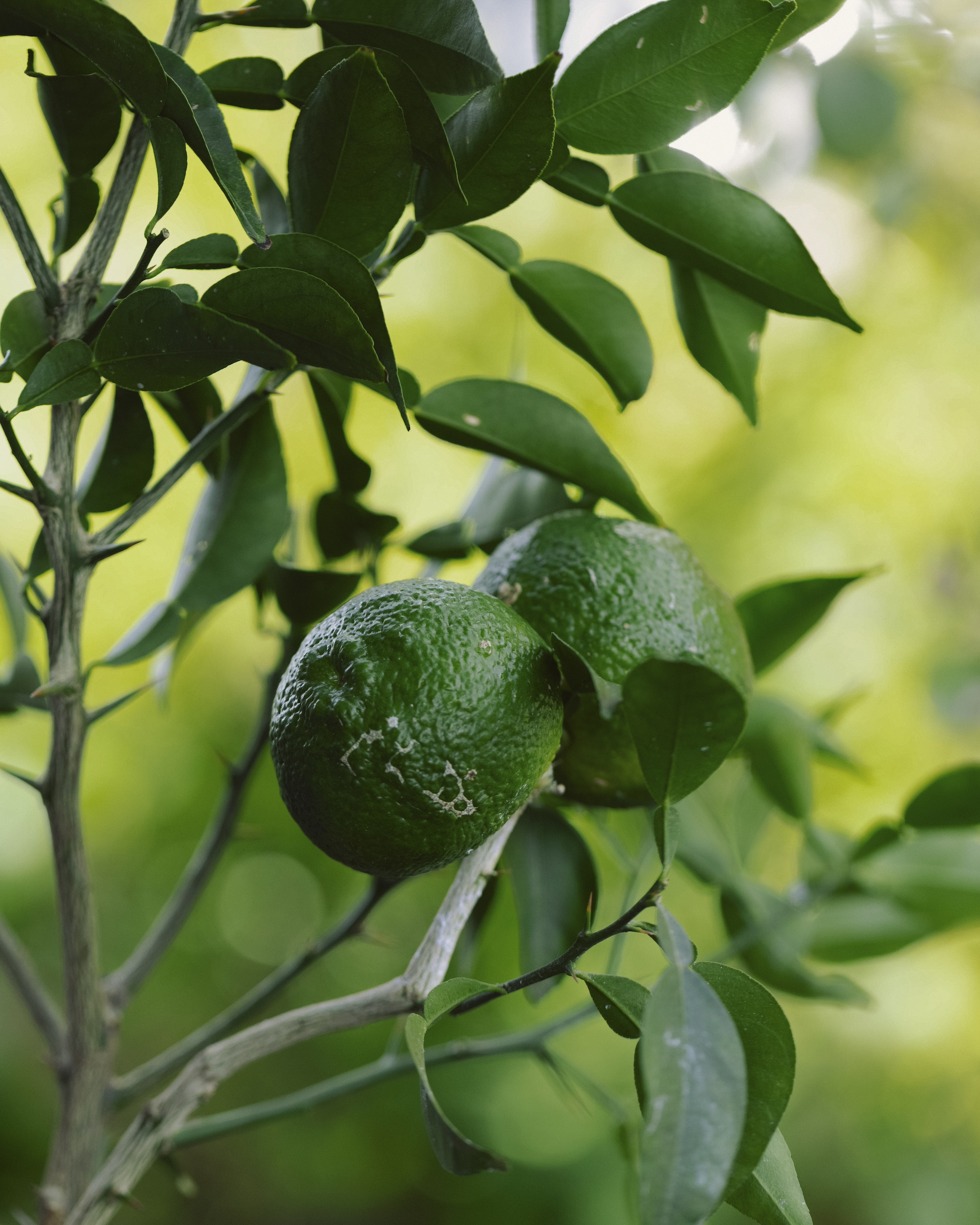芯から身体を温める柚子の葉の鍋料理と、スパークリングドリンク。｜1月のハーブ・柚子