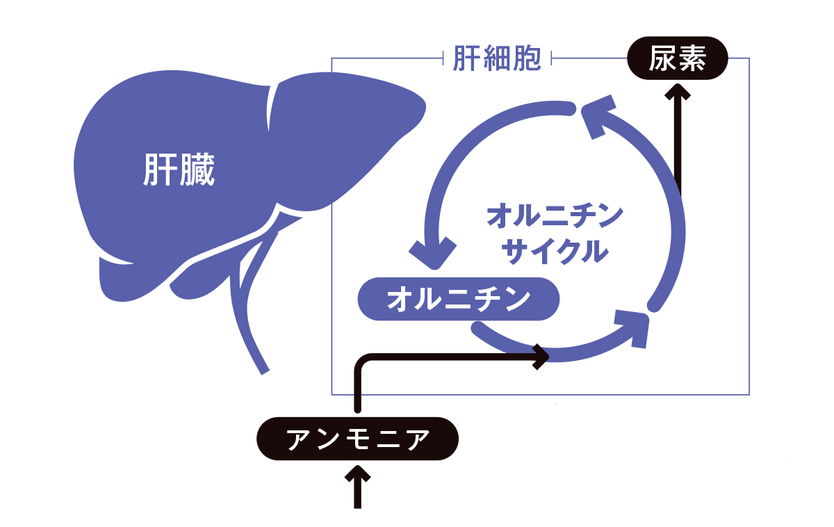 オルニチンのメカニズム