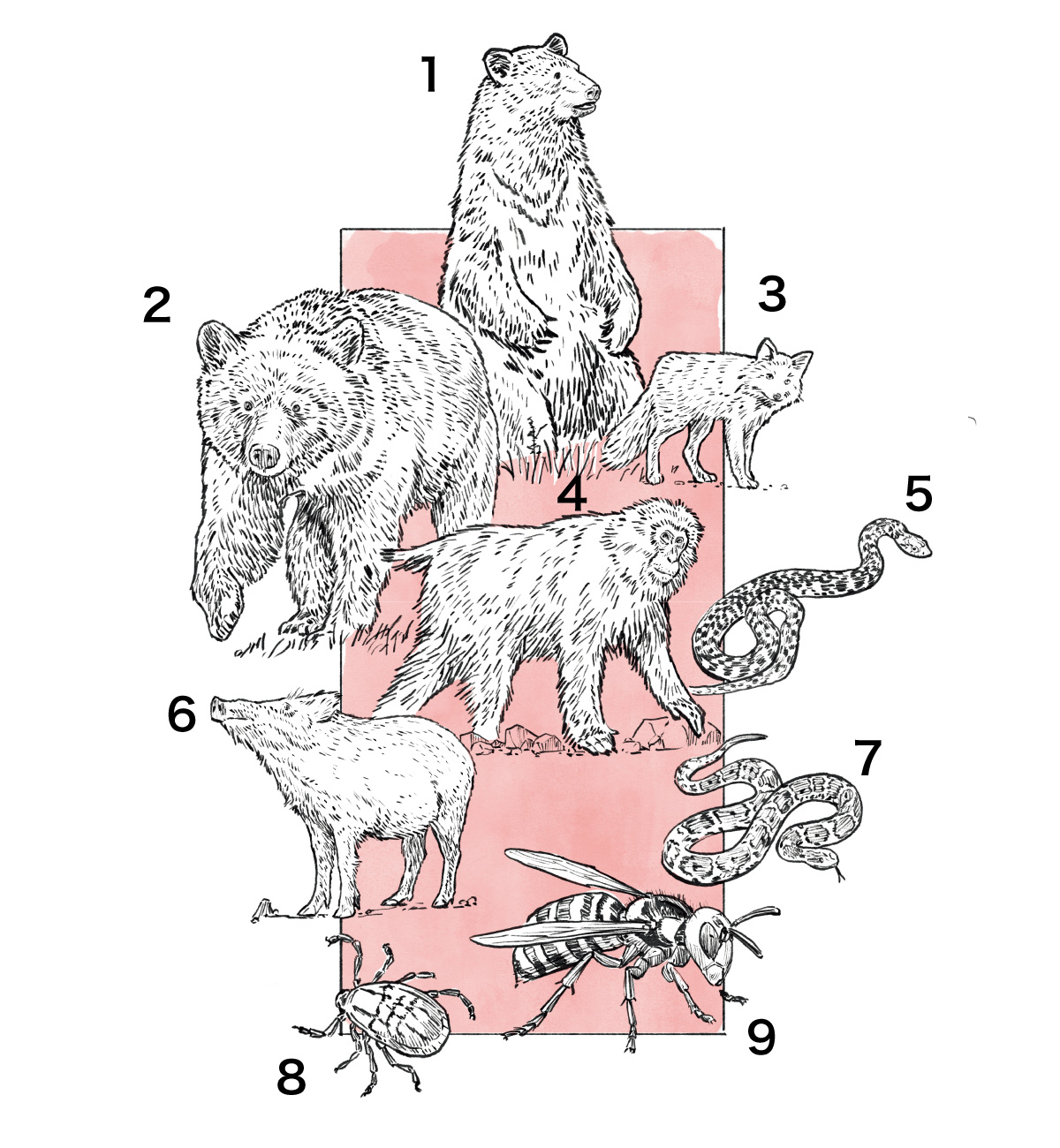 日本の危険生物のイラスト