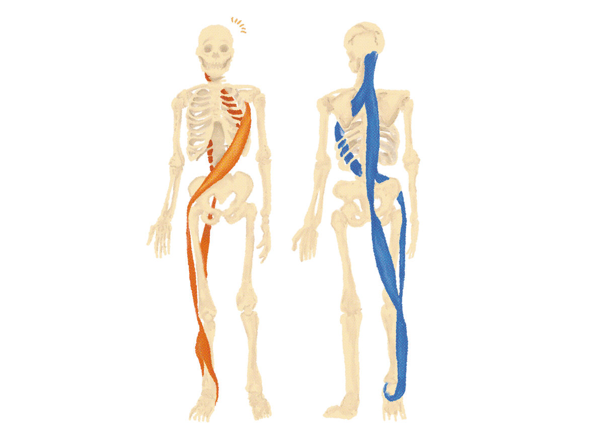 人体を用いてファシアを螺旋状に表しているイラスト
