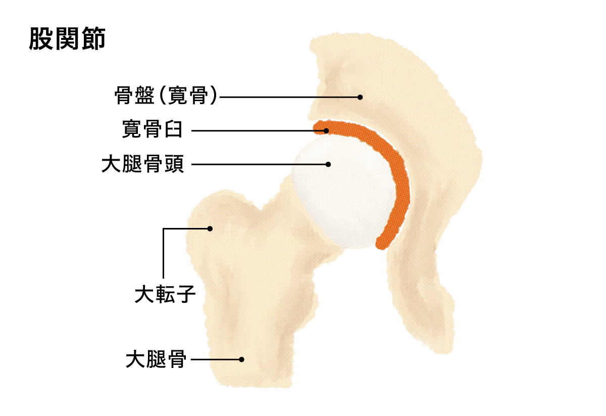 股関節のイラスト