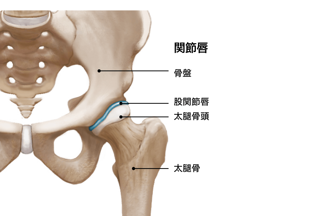 骨盤の骨の画像