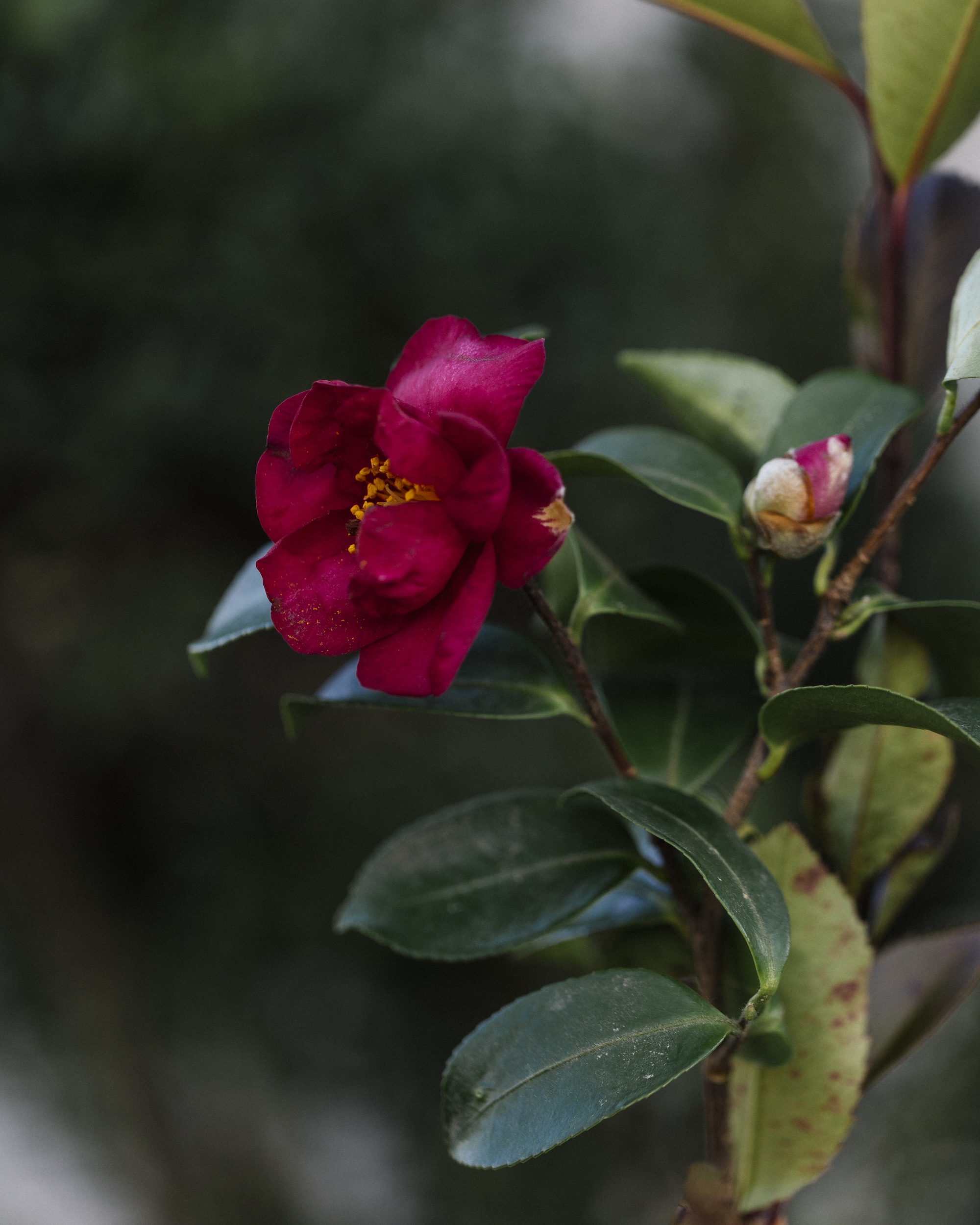 抗酸化作用の強いサザンカは、花びらのガリとフリット、そして重ね茶に。｜2月のハーブ・山茶花