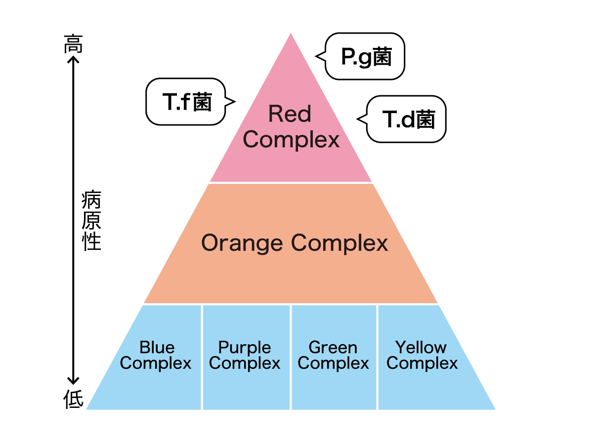 歯周病に関わる菌はピラミッド構造