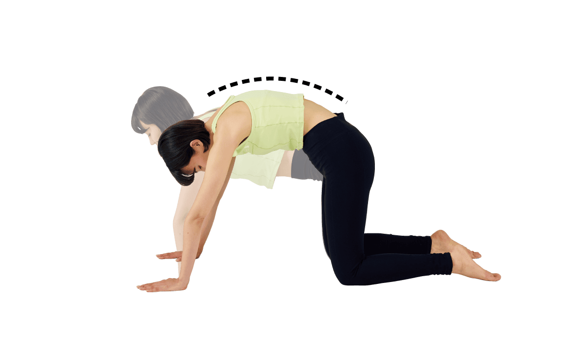 キャット&キャット