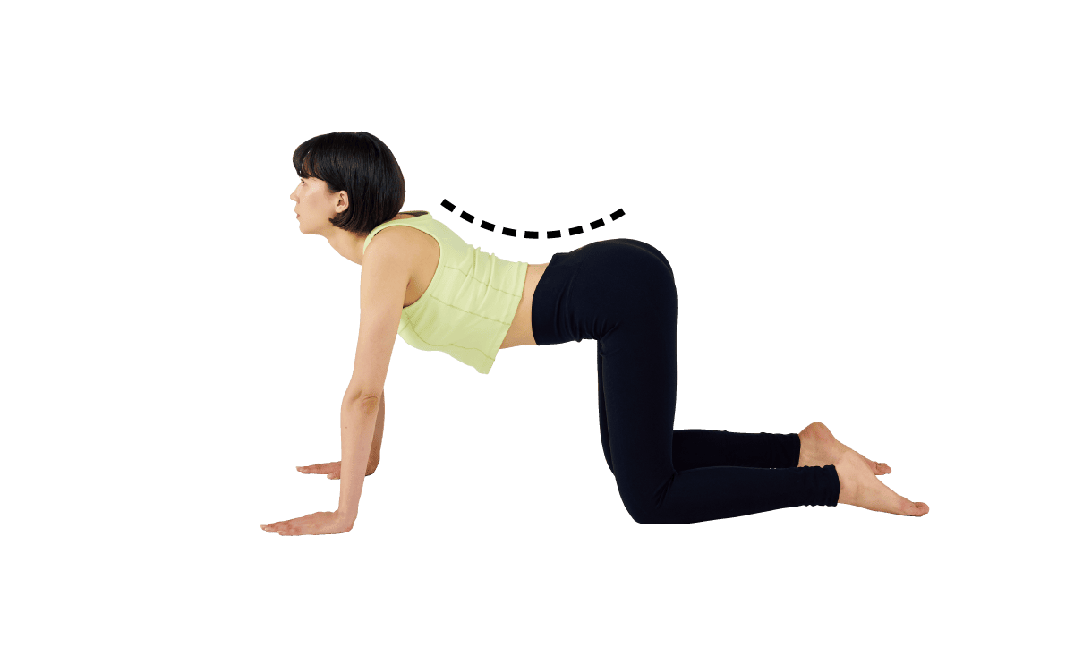 キャット&キャット