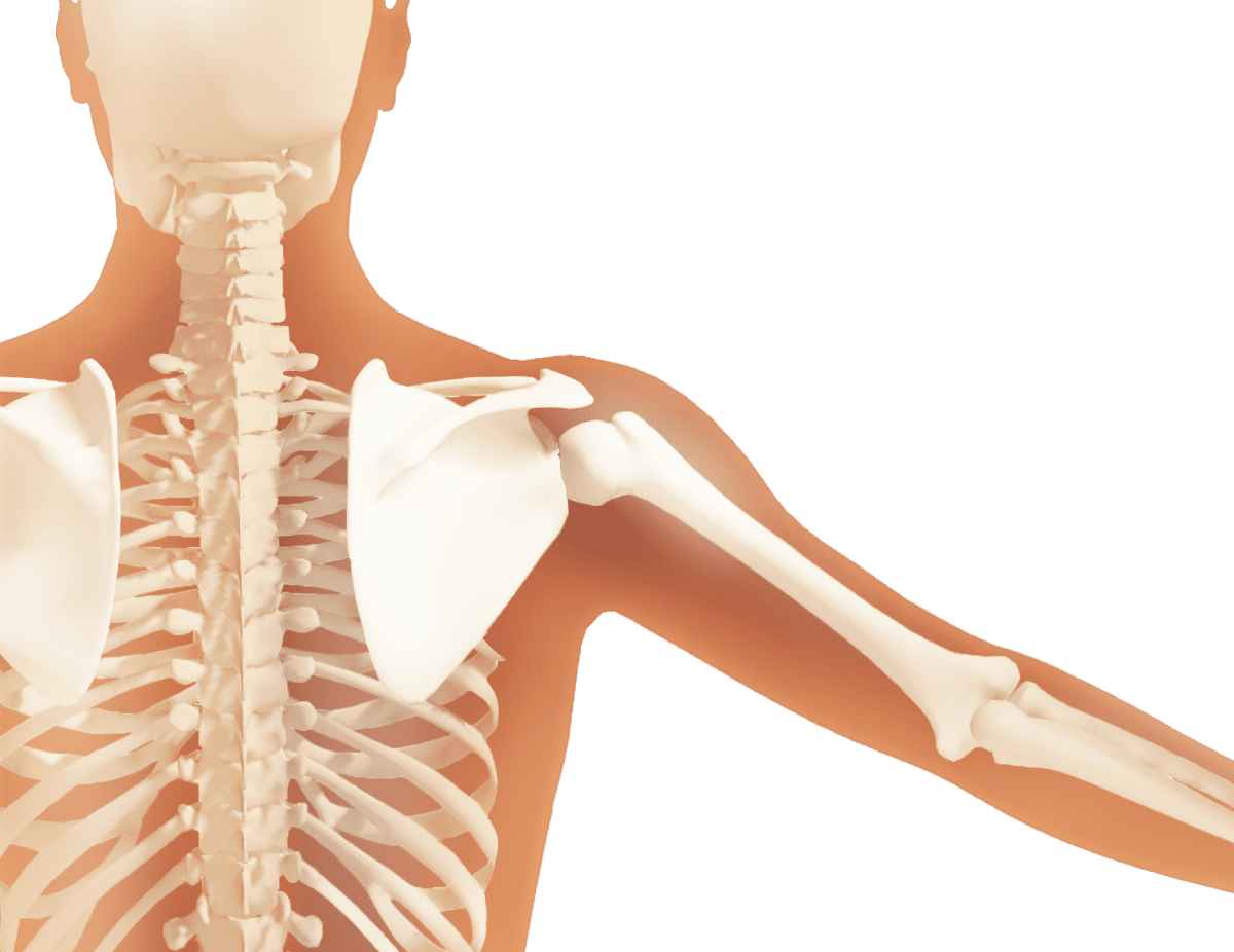 人のか肩甲骨の骨のイラスト＿腕を45°の角度に伸ばしている