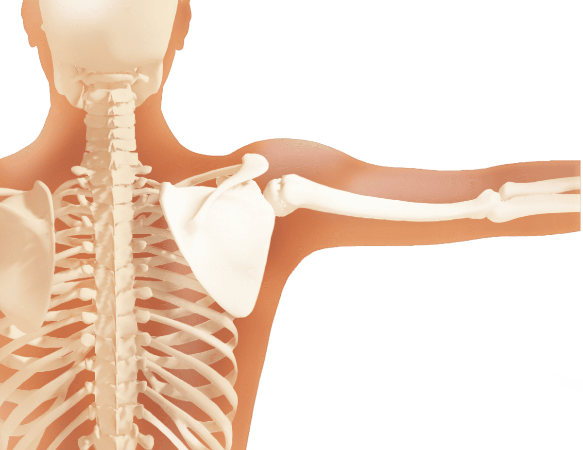 人のか肩甲骨の骨のイラスト＿腕を真横に伸ばしている