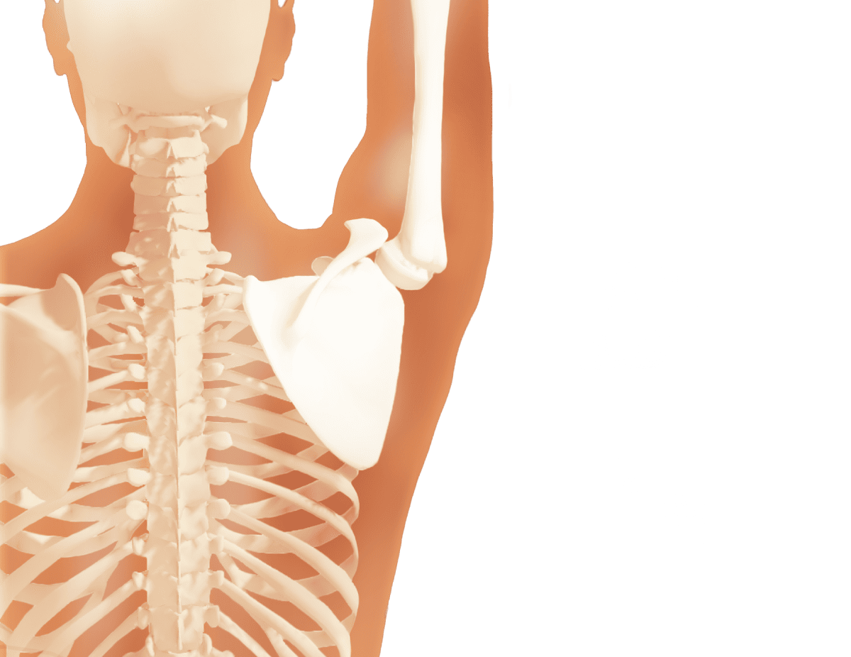 人のか肩甲骨の骨のイラスト＿腕をあげているイラスト