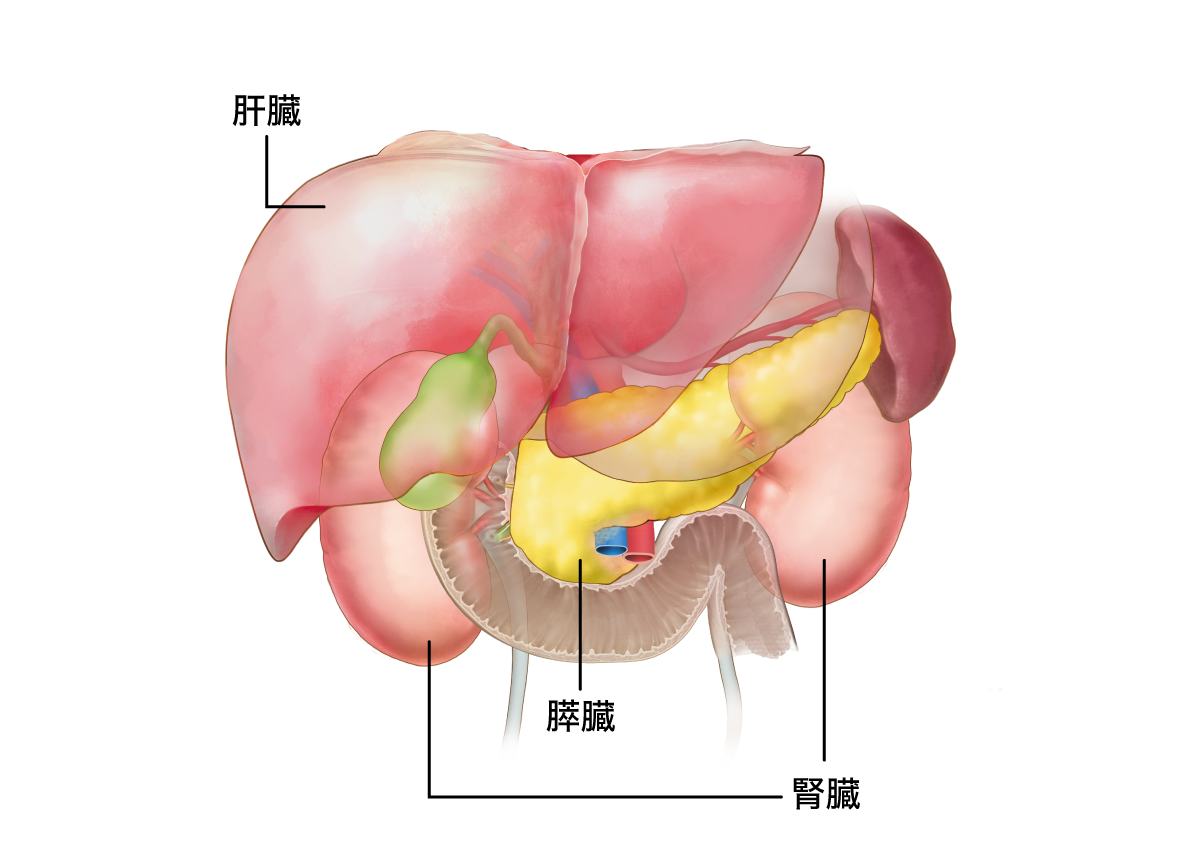 肝臓膵臓腎臓のイラスト