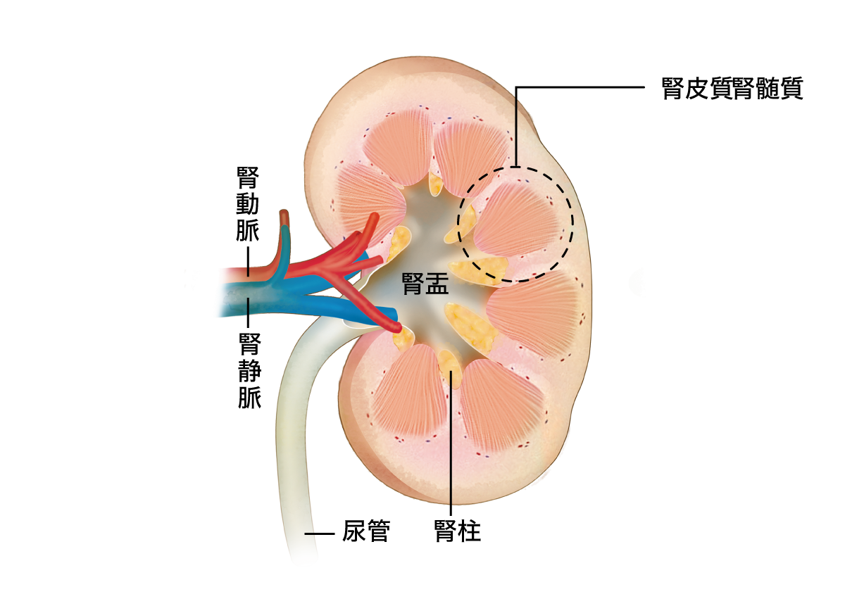 腎臓のイラスト
