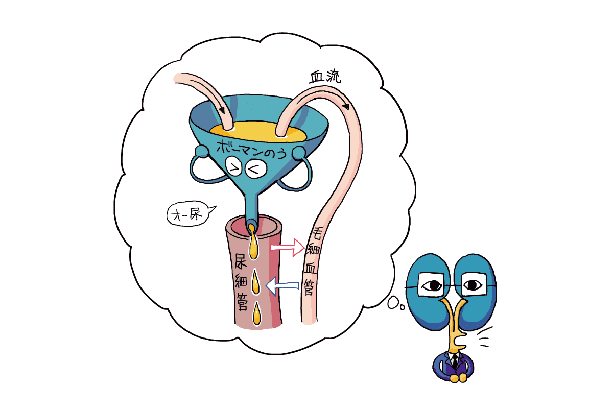 腎臓が尿を作り出しているイラスト