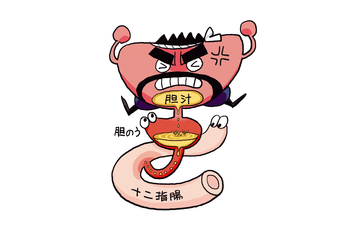 胆汁を作り出している肝臓のイラスト