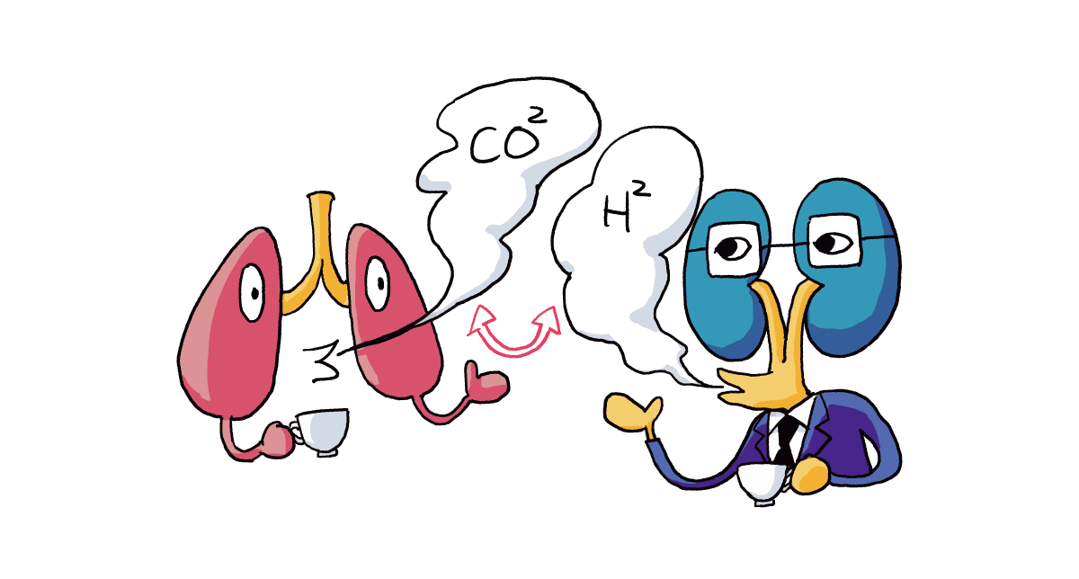 腎臓が肺との共同作業で、水素いおんを排出しているイラスト