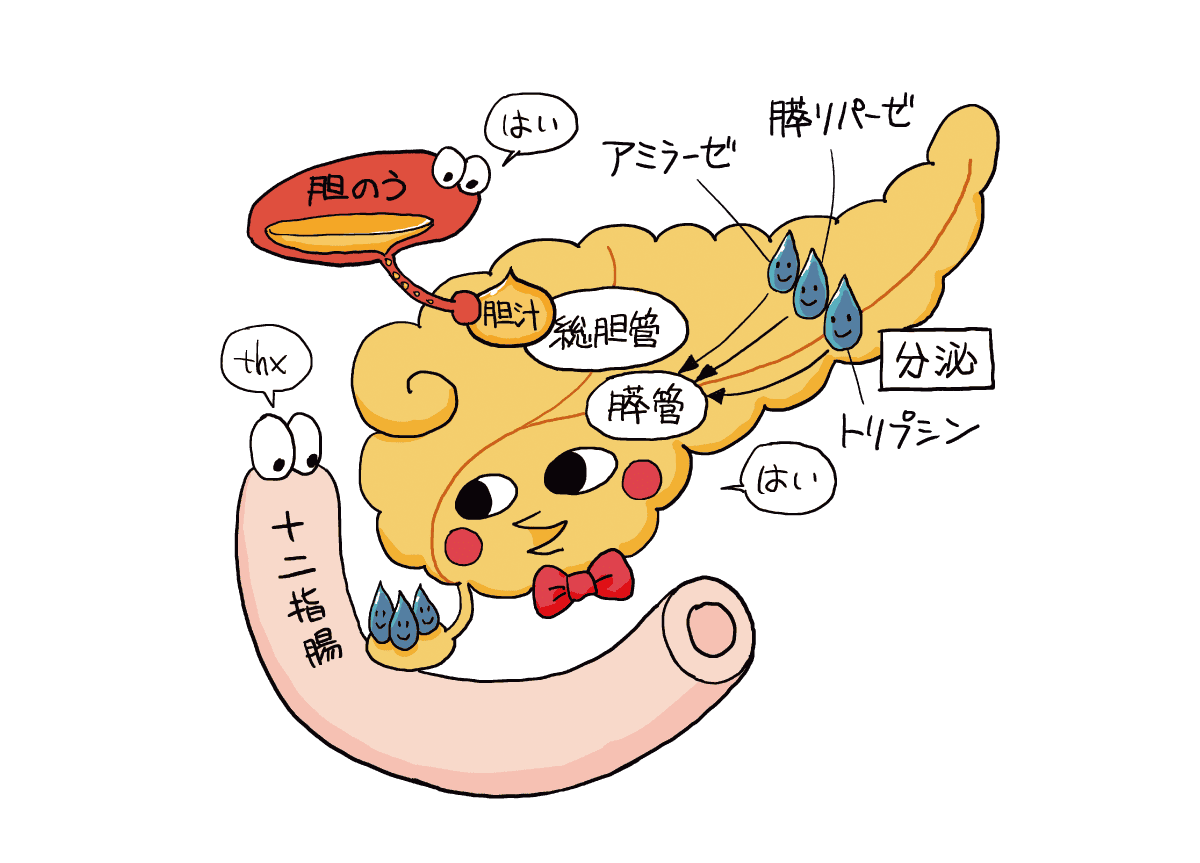 膵臓が栄養吸収不可能なものを十二指腸へ渡しているイラスト
