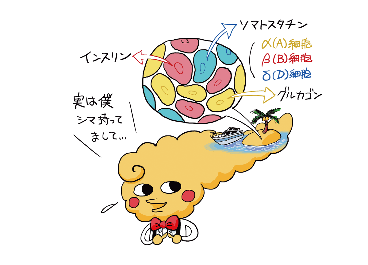 ランゲルハンス島を持っている膵臓のイラスト