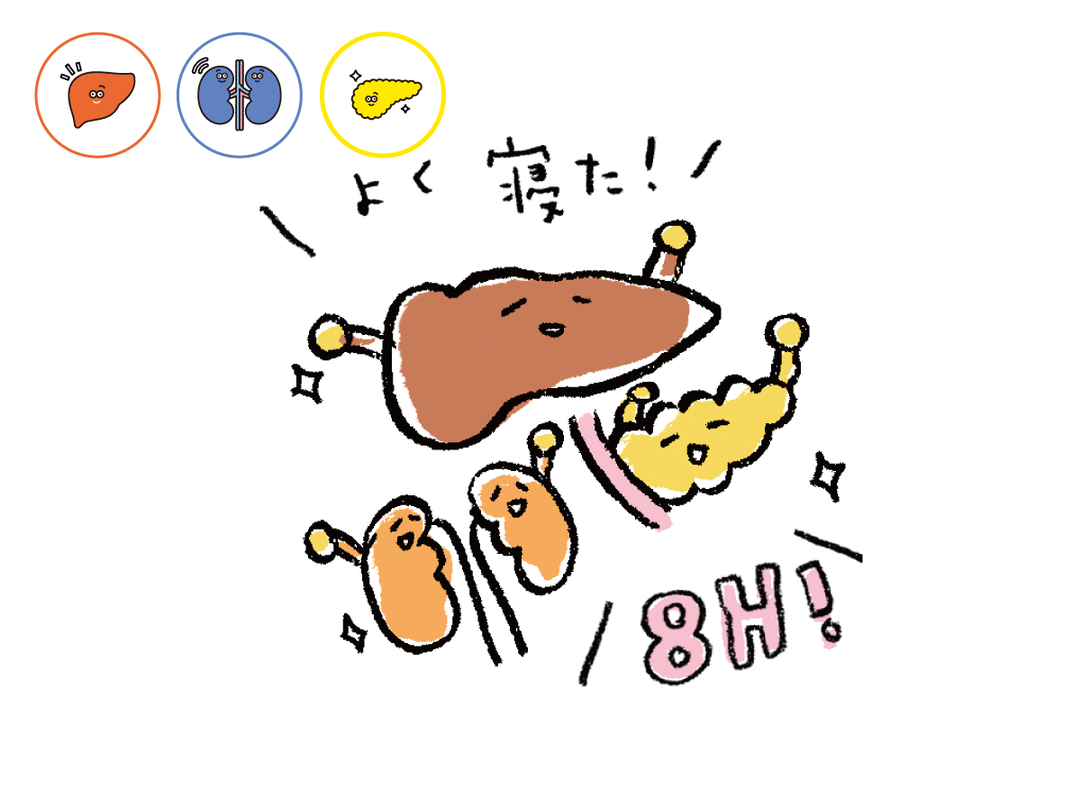 8時間寝た肝臓膵臓腎臓のイラスト