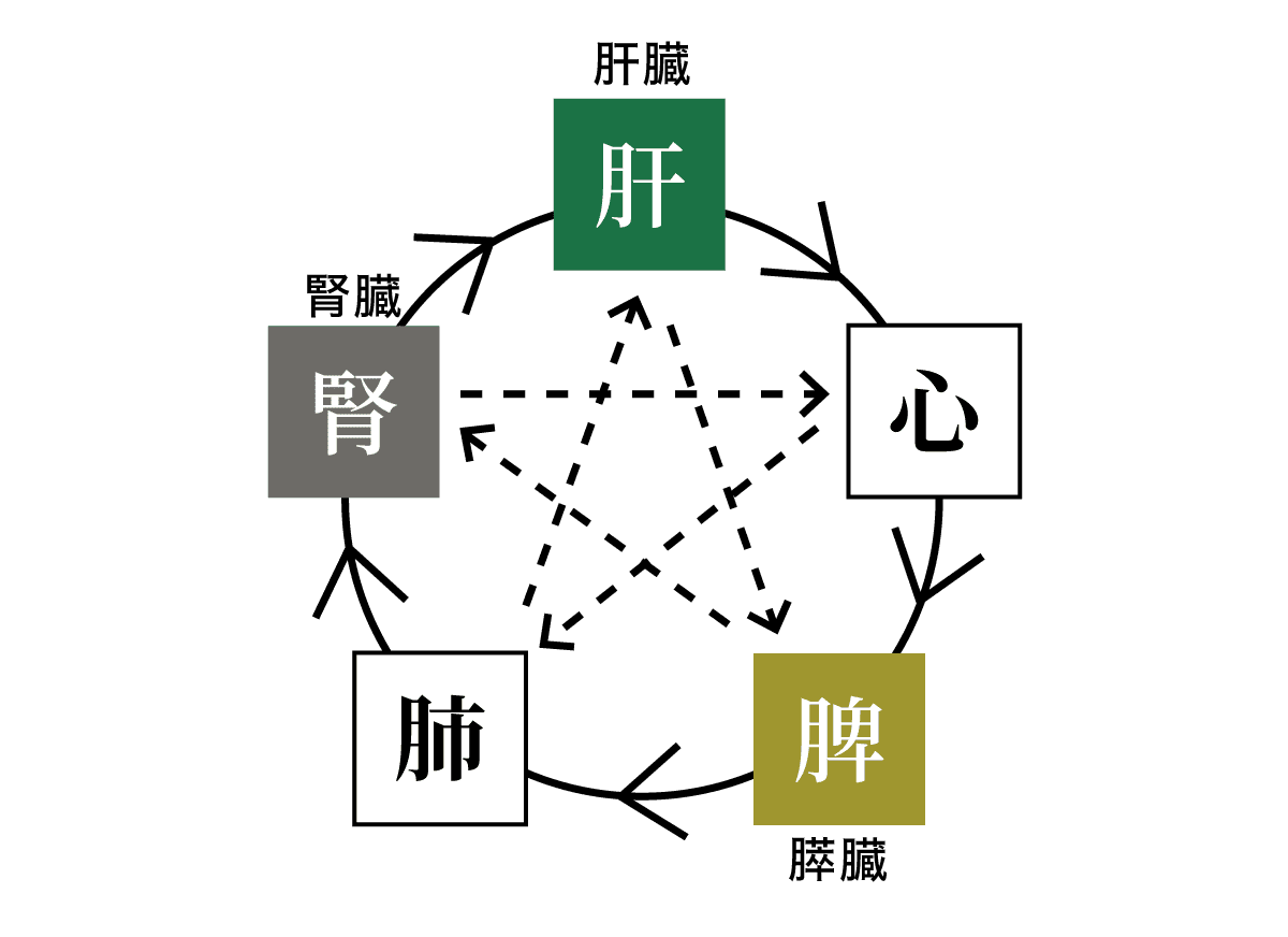 五臓の関係図