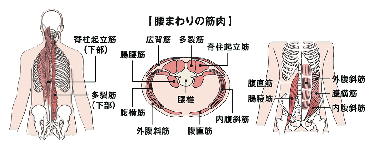 お腹まわりの筋肉