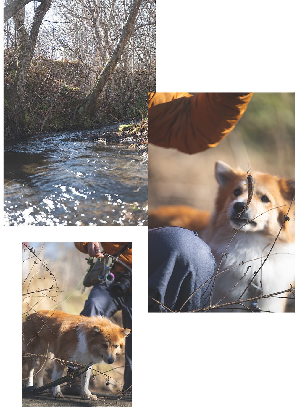 自然豊かな森と、雑種犬ラック。
