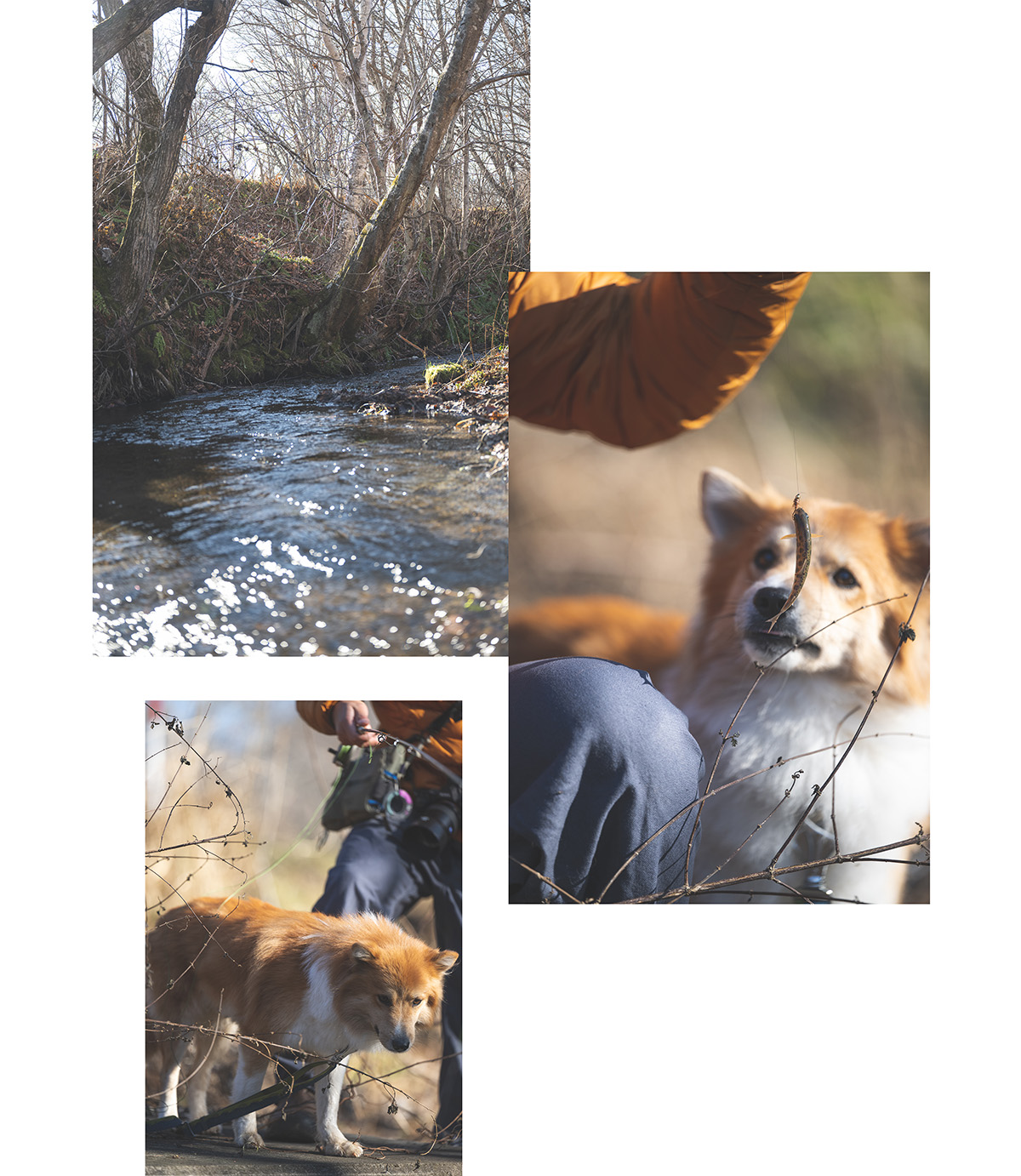 自然豊かな森と、雑種犬ラック。