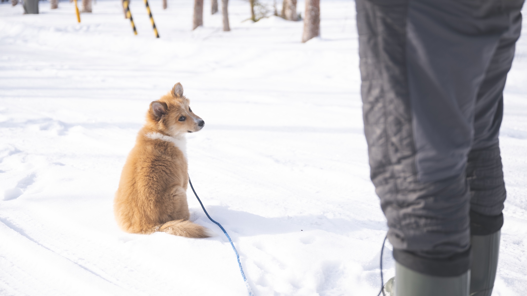 子犬の頃の雑種犬ラック