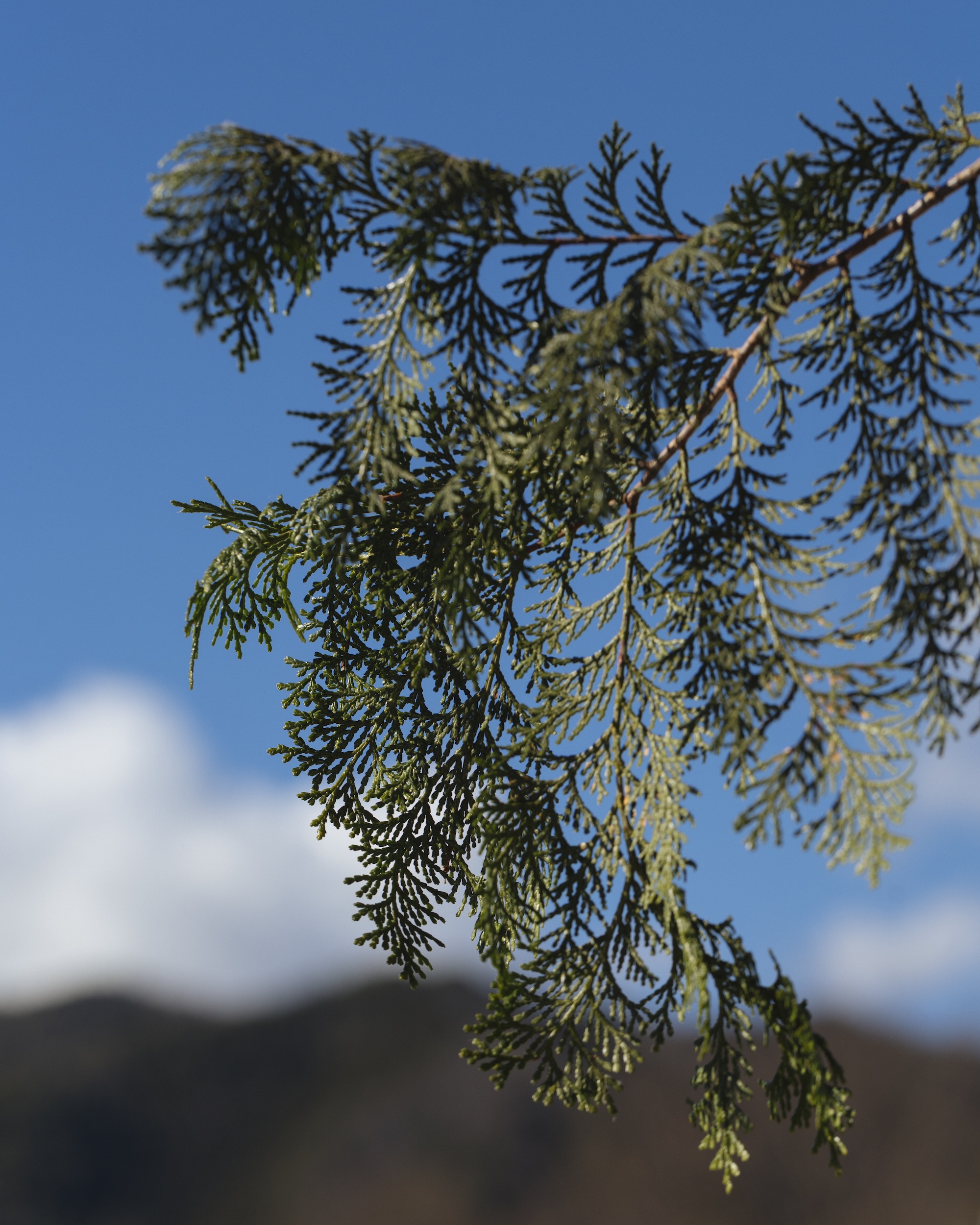 鎮静効果のある「檜の葉」を使った、ウフマヨと燻製茶。｜3月のハーブ・檜