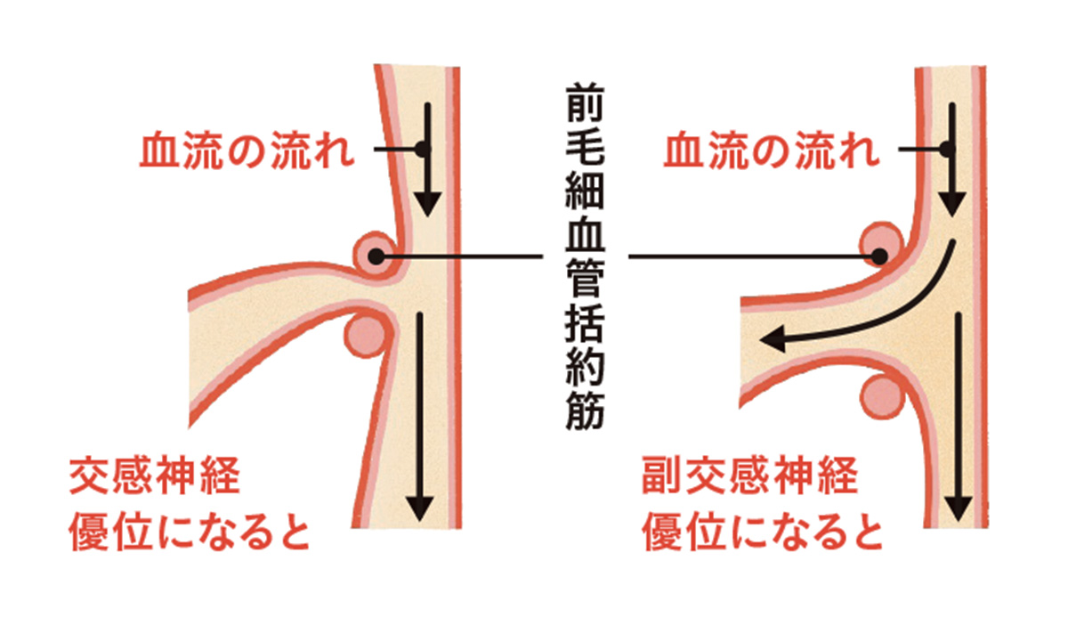 自律神経と毛細血管の血流量