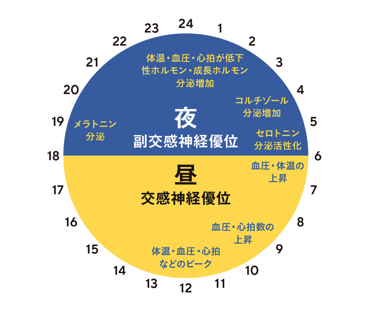 日中は交感神経優位、夜間は副交感神経優位な状態で、カラダは健全な反応を起こす
