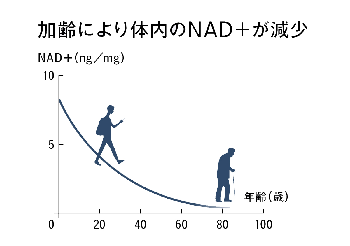 加齢により体内のNAD＋が減少グラフ