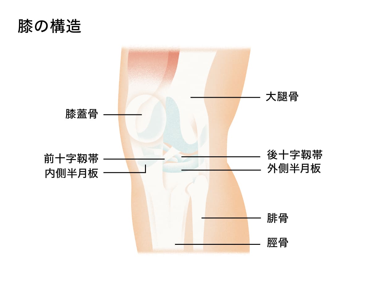 膝の構造