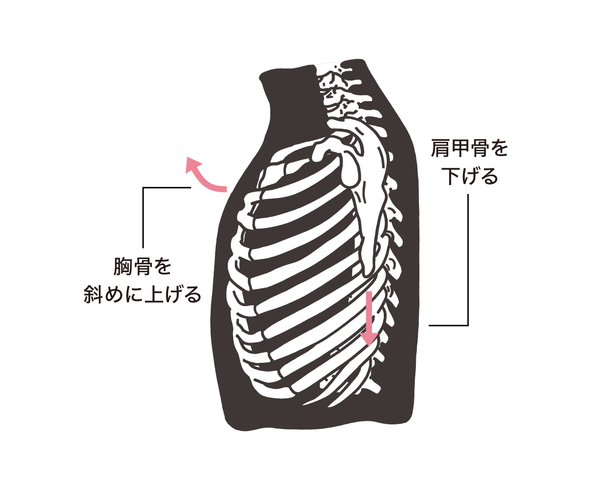 肩甲骨を下げる