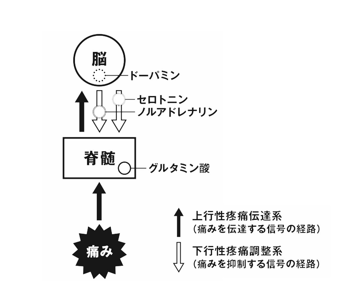 上行性疼痛伝達系と下行性疼痛調整系