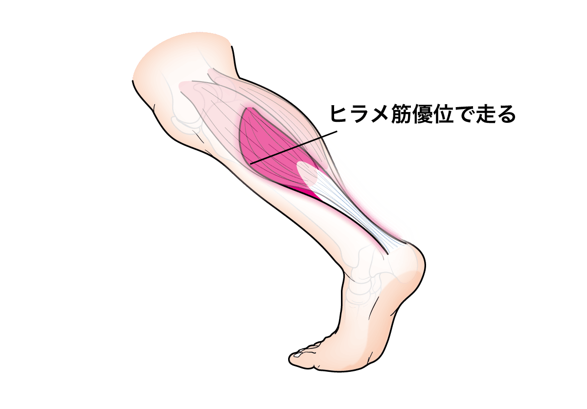 ヒラメ筋が使われているイラスト