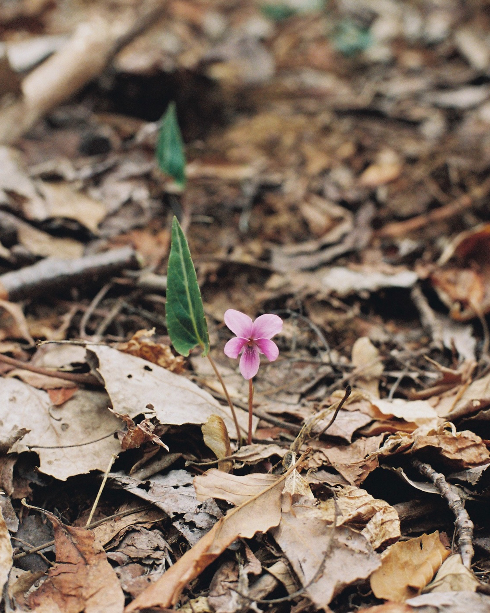 新潟県・金北山｜雪解けの佐渡島で早春の花に出会う。｜4月の山
