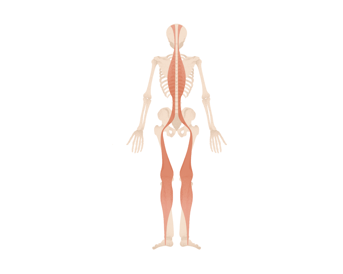 バックラインのイラスト