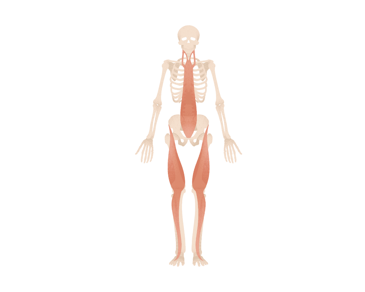 フロントラインのイラスト