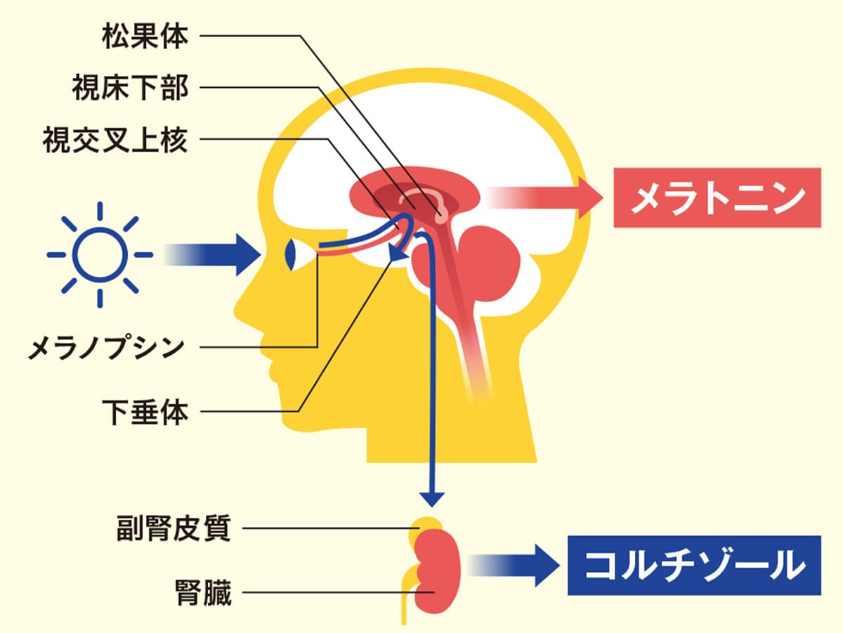 光情報が脳とカラダに及ぼす作用を表すイラスト