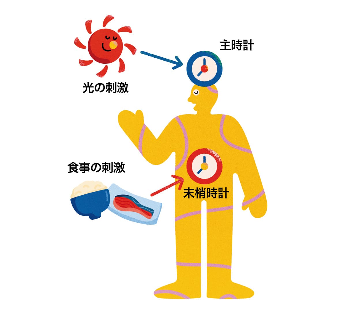 太陽の刺激と食事の刺激で体内時計を表した様子