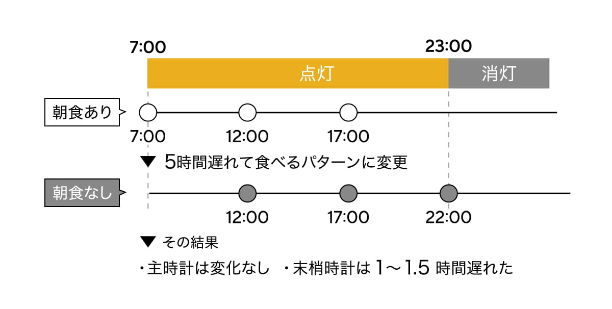朝食を抜いた時ととった時の末梢神経の影響グラフ
