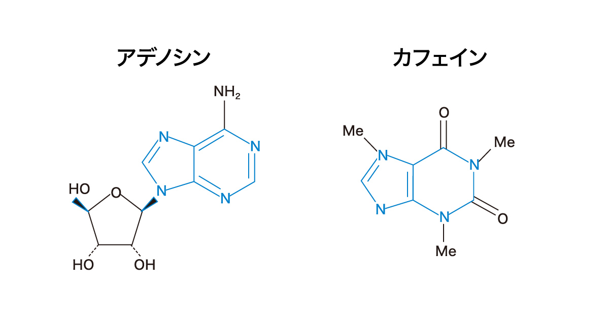 カフェインとアデノシンの分子