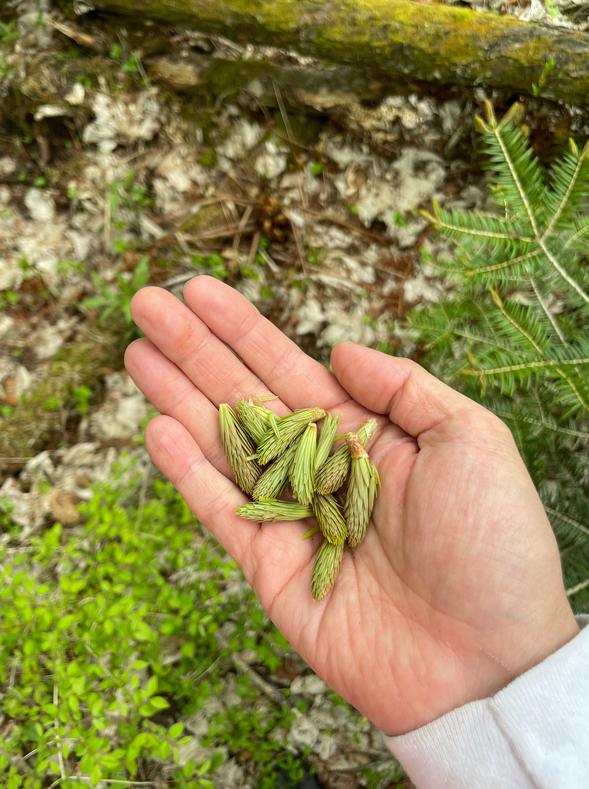手のひらにのせた針葉樹の新芽