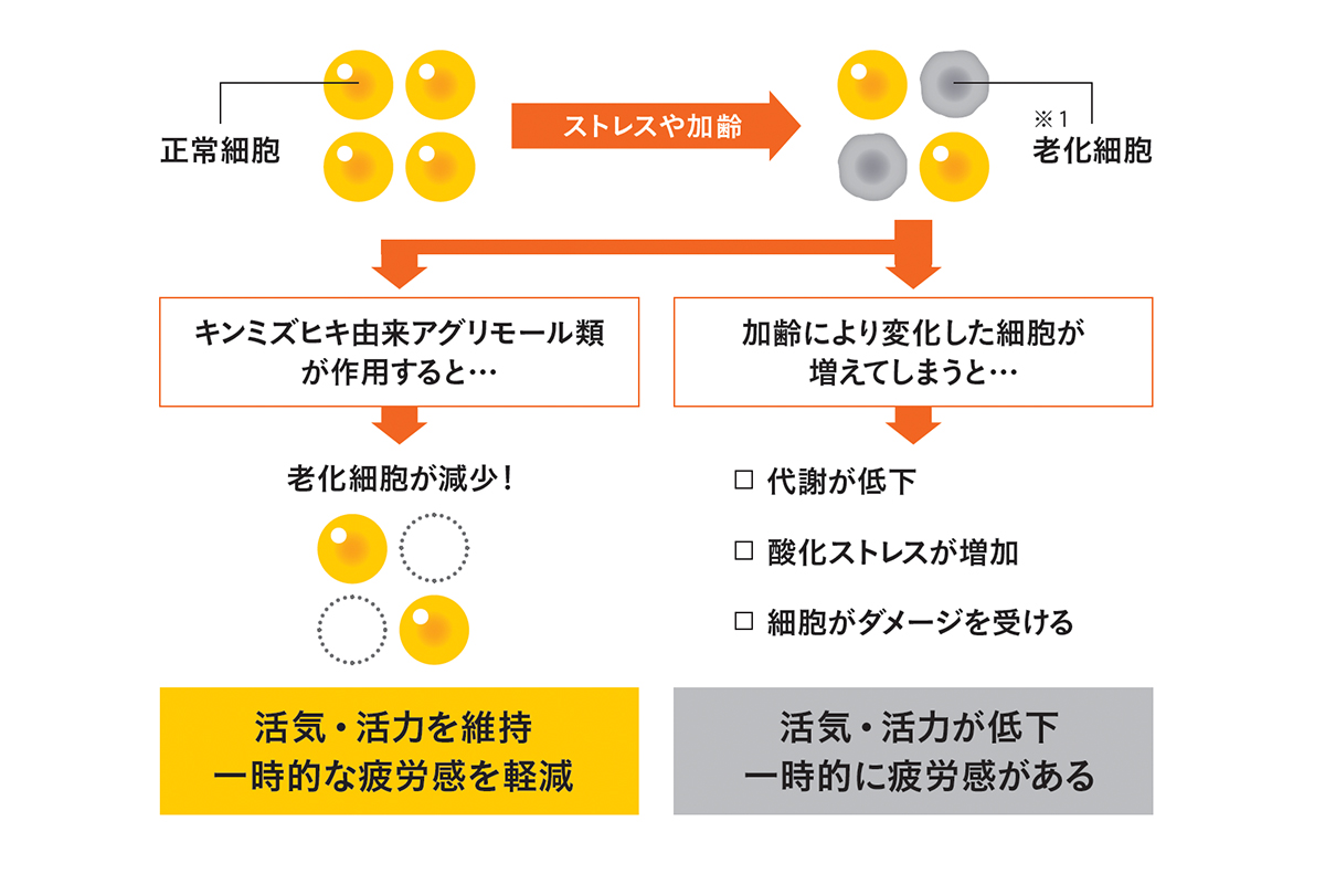 老化細胞は本来の役目を終えた細胞が正常細胞にもダメージを広げる図