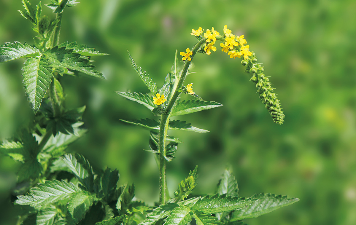 キンミズヒキ（バラ科の植物）の画像