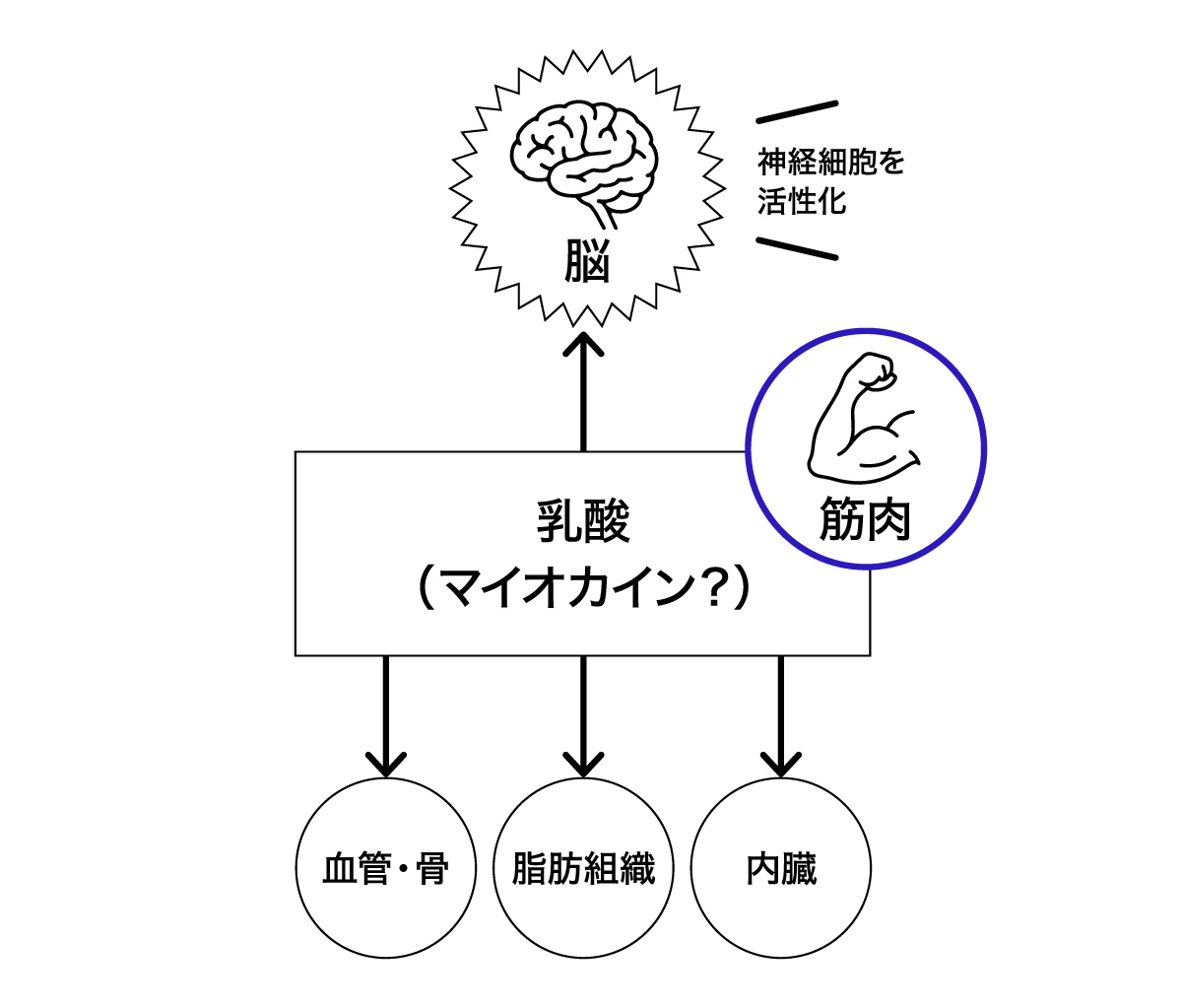 筋肉から分泌された乳酸菌は脳に働くを記した図